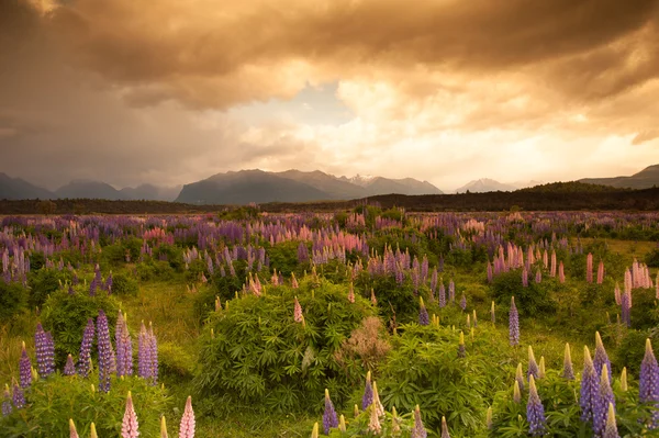 Bela vista do jardim de flores e da montanha ao pôr do sol, South Island, Nova Zelândia Imagens De Bancos De Imagens