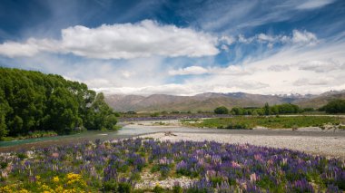 güzel manzarası ve dramatik bulut south Island, Yeni Zelanda ile renkli lupin Bahçe peyzaj