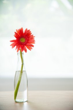 güzel çiçek şişe