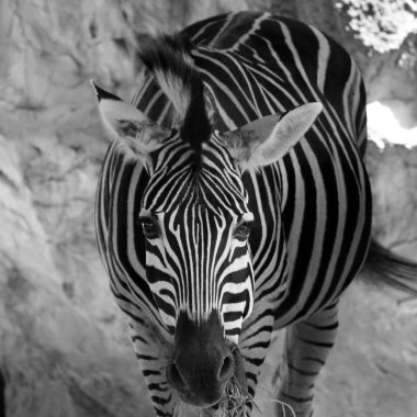 Zebra siyah ve beyaz ses tonuyla