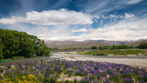 güzel manzarası ve dramatik bulut south Island, Yeni Zelanda ile renkli lupin Bahçe peyzaj