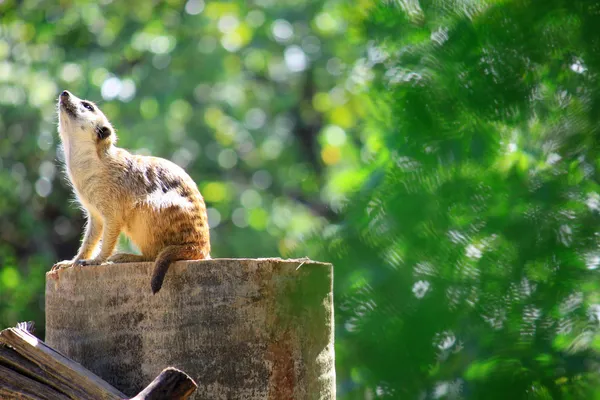 Meerkats stå ensam på berget i zoo — Stockfoto