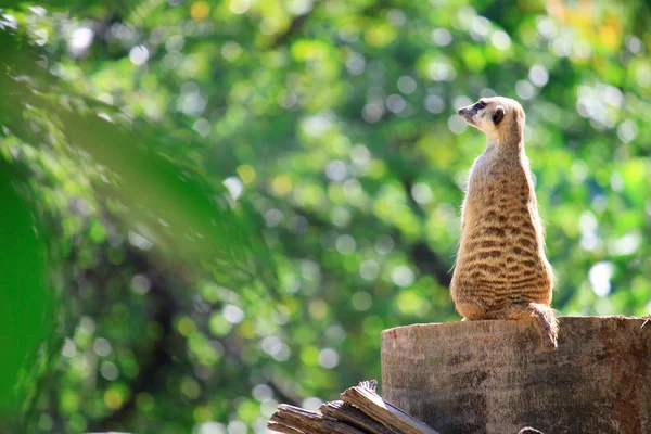 Meerkats는 동물원에서 바위에 혼자 서 서 — 스톡 사진