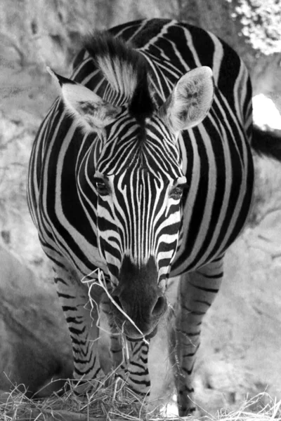 Zebra in black and white tone — Stock Photo, Image