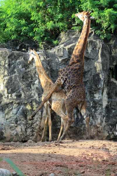 Пара жирафов занимаются любовью в зоопарке — стоковое фото