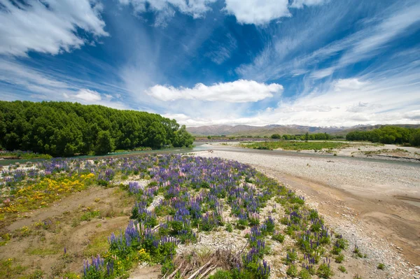 Bella vista e paesaggio di colorato giardino lupino con drammatica nuvola a South Island, Nuova Zelanda — Foto Stock