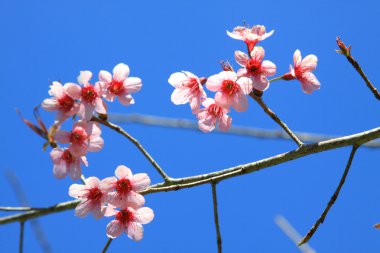 güzel kiraz çiçeği chiang Mai, Tayland
