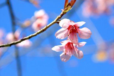 güzel kiraz çiçeği chiang Mai, Tayland