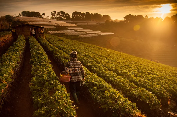 Beautiful landscape and fresh strawberries farm in winter at Chiangmai Thailand — Stock Photo, Image