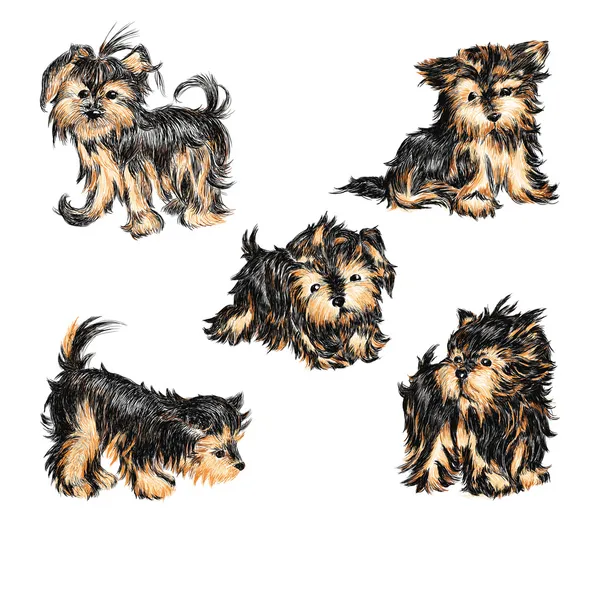 Yorkshire Terrier — Stok Vektör