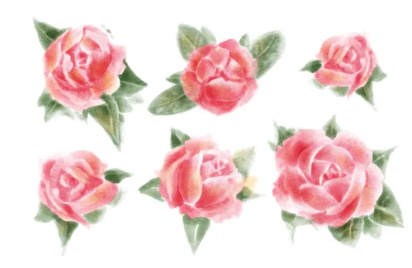 Κόκκινα Τριαντάφυλλα Ακουαρέλα Απομονωμένα Λευκό Φόντο Χειροποίητη Απεικόνιση — Φωτογραφία Αρχείου
