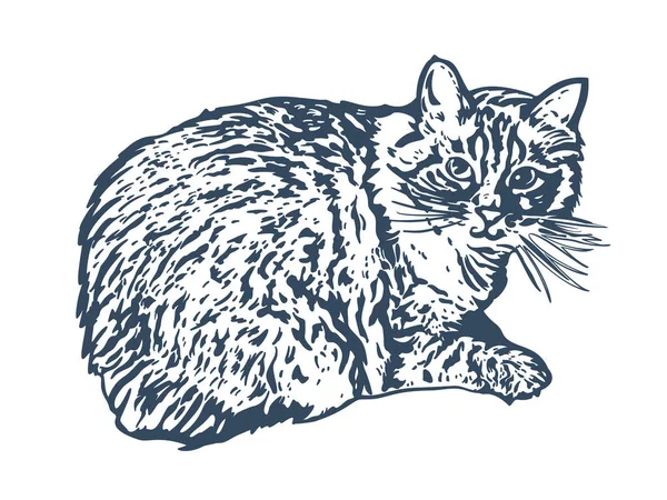 Dibujo Realista Del Gato Doméstico Dibujo Tinta Pluma Ilustración Vectorial — Archivo Imágenes Vectoriales