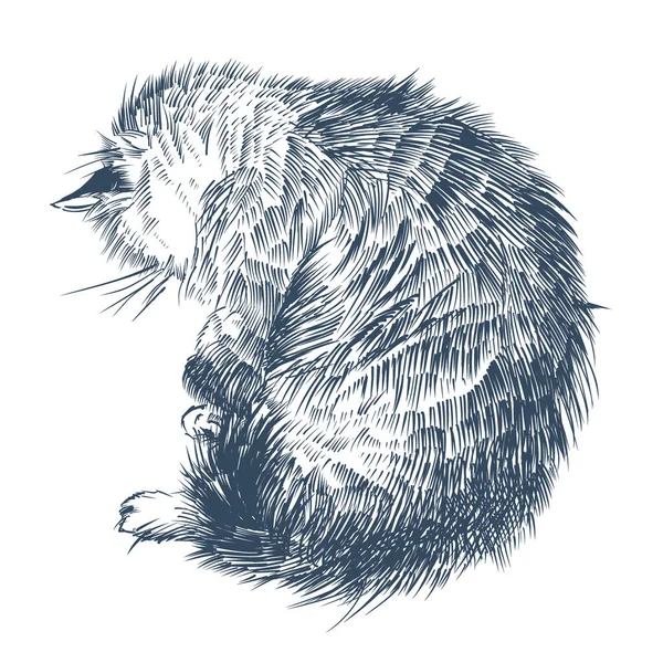 Realistische Zeichnung Einer Hauskatze Federzeichnung Mit Tusche Vektorillustration — Stockvektor