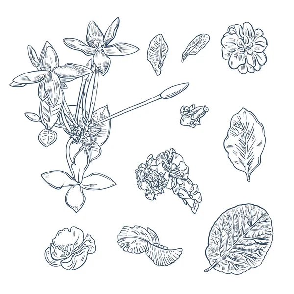 Fleurs Feuilles Monochromes Isolées Sur Fond Blanc Imitation Une Gravure — Image vectorielle