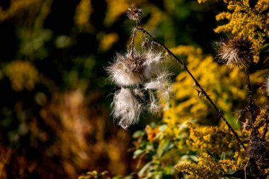 Windsor, Kanada 'da Doğa Sonbaharı Çiçekleri Döküyor