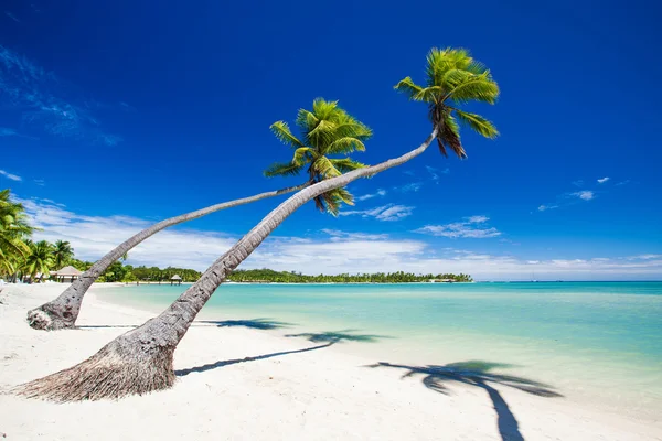 Palmbomen opknoping over prachtige tropische lagune — Stockfoto