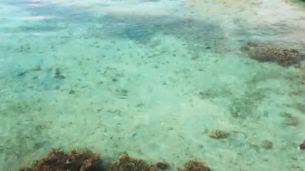 Un solo delfín nadando sobre arrecife de coral tropical — Vídeos de Stock