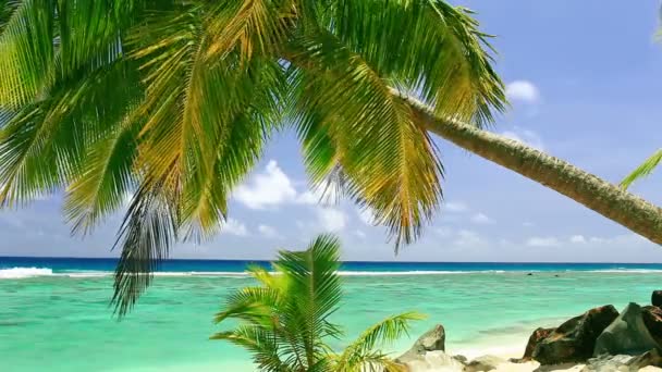 Olas en una playa tropical con palmera — Vídeo de stock