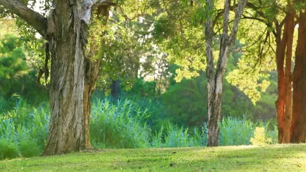 Πράσινο γκαζόν στο πάρκο της πόλης κάτω από ηλιόλουστο φως — Αρχείο Βίντεο