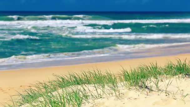 Grama e praia de areia no dia ensolarado na Sunshine Coast — Vídeo de Stock