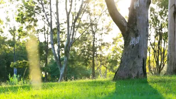 Зеленая лужайка в городском парке под солнечным светом — стоковое видео