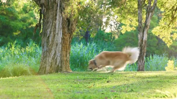 Złoty pies myśliwski zabawy ściągam kij w parku — Wideo stockowe