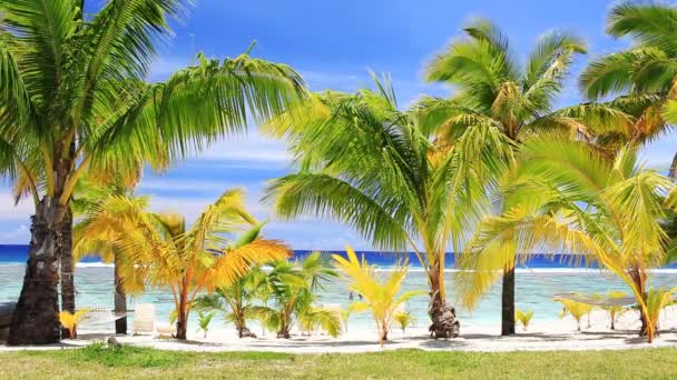 Palmen an einem fantastischen Strand — Stockvideo