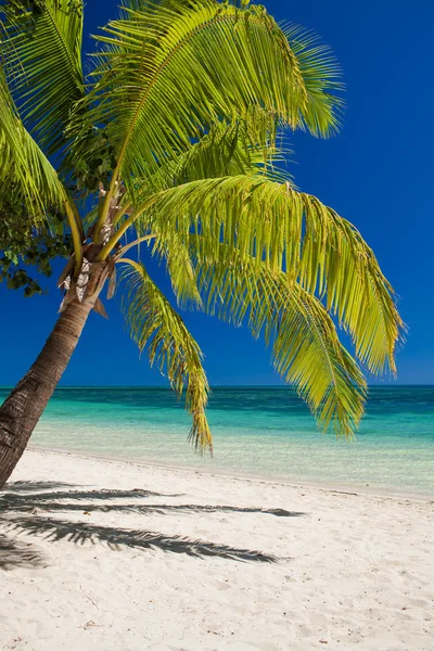 Palma sulla spiaggia con vista sulla laguna tropicale — Foto Stock