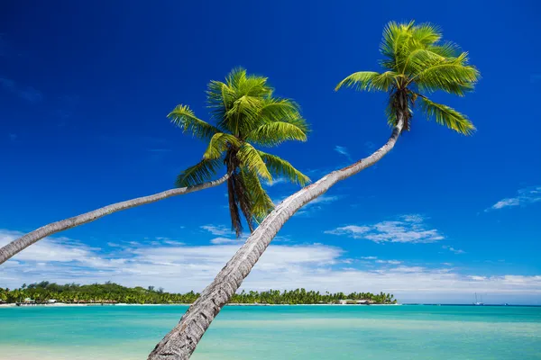 Palmeras de coco colgando sobre impresionante laguna verde —  Fotos de Stock