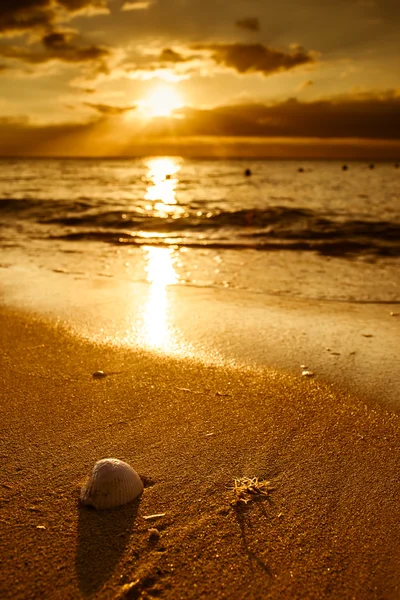 Wellen nähern sich Muschel am Strand bei Sonnenuntergang — Stockfoto