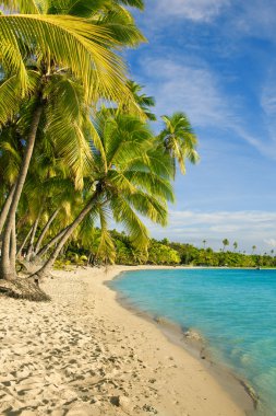 Palm trees over tropical lagoon at Fiji clipart