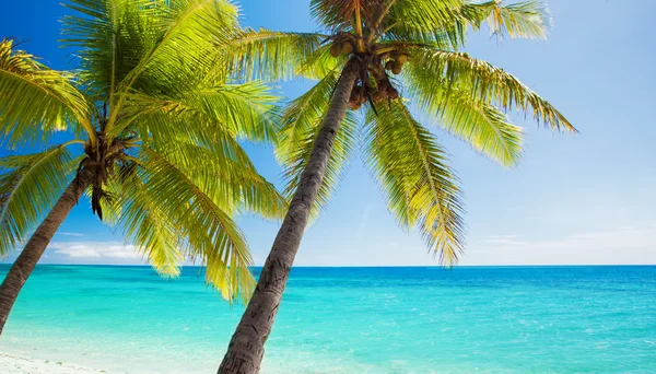 Palm trees overlooking blue lagoon — Stock Photo, Image