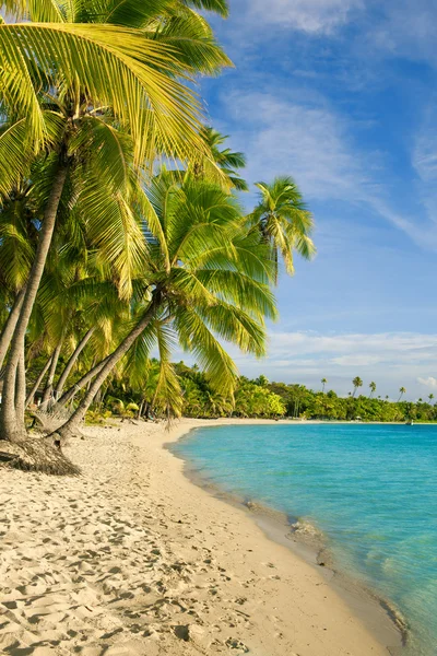 Palmeras sobre laguna tropical en Fiji — Foto de Stock