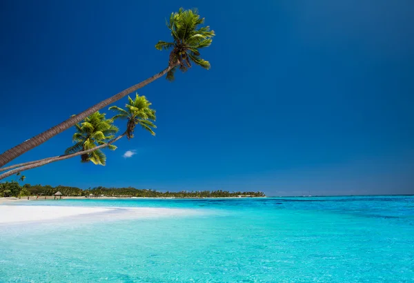 Poucas palmeiras na praia deserta da ilha tropical — Fotografia de Stock