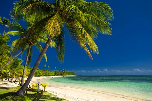 Palmbomen en een witte zandstrand van fiji — Stockfoto