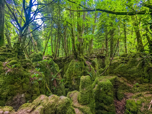 Musgo Cobria Rochas Puzzlewood Uma Floresta Perto Coleford Royal Forest — Fotografia de Stock