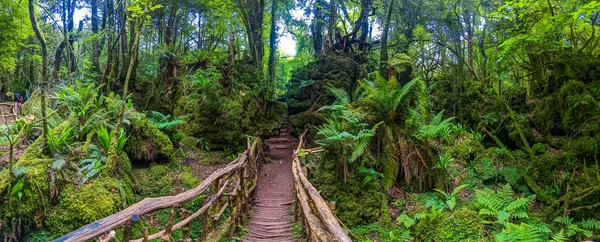 Het Mos Bedekt Rotsen Van Puzzlewood Een Bos Buurt Van — Stockfoto