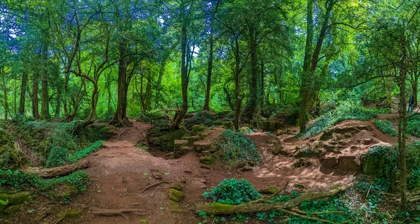 Musgo Cobria Rochas Puzzlewood Uma Floresta Perto Coleford Royal Forest — Fotografia de Stock