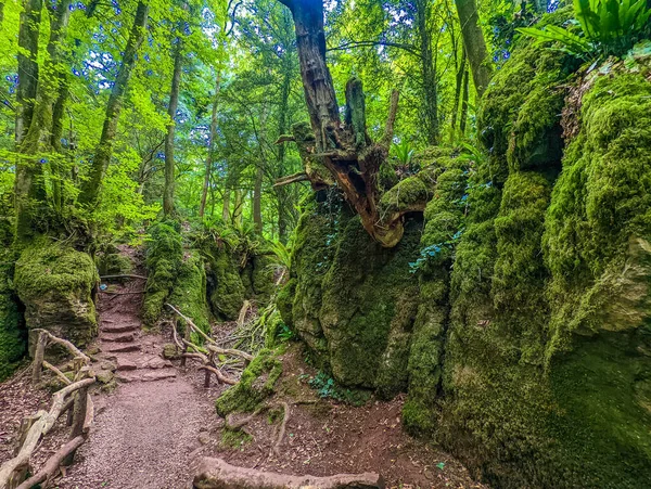 Musgo Cobria Rochas Puzzlewood Uma Floresta Perto Coleford Royal Forest — Fotografia de Stock