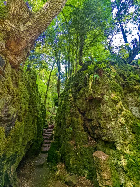 Die Moosbewachsenen Felsen Von Puzzlewood Einem Waldgebiet Der Nähe Von — Stockfoto