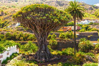 bin yıllık drago ağaca icod de los vinos, tenerife Adası