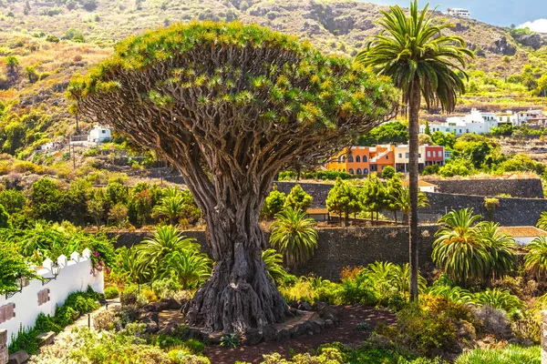 Tusenåriga drago träd på icod de los vinos, Teneriffa Royaltyfria Stockfoton