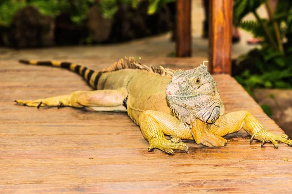 Portrait of an iguana yellow high — Stock Photo, Image