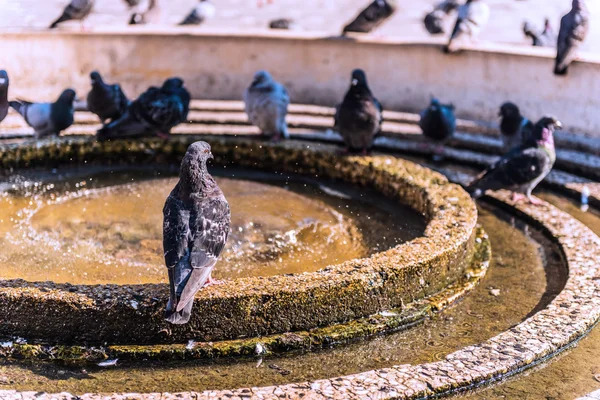 Beautiful bird sitting on the edge of a fountain — Stock Photo, Image