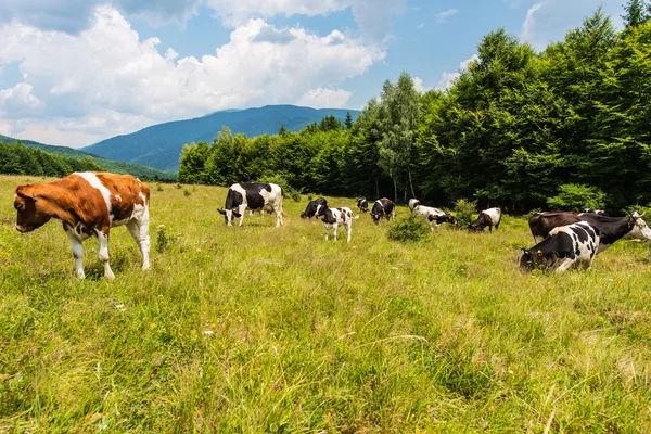 Hegyvidéki táj legeltetett tehenekkel — Stock Fotó
