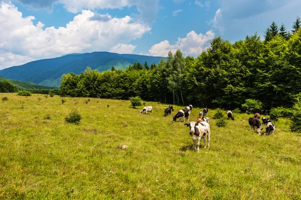 Paisaje de montaña con vacas en pastoreo — Foto de Stock