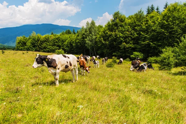 Hegyvidéki táj legeltetett tehenekkel — Stock Fotó