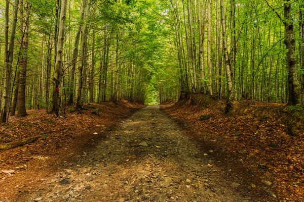 Sűrű erdő gyönyörű út — Stock Fotó