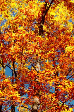 güzel sonbahar manzara orman ile