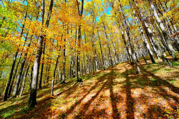 Krásné podzimní krajina s lesní — Stock fotografie